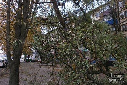 Аварийные деревья в Кривом Роге: что делать и куда обращаться (ОПРОС)