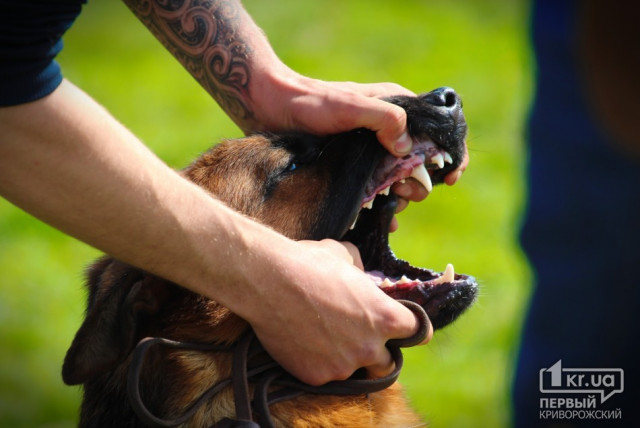 Особенности возмещения вреда, причиненного нападением собак, - советы юристов Кривого Рога