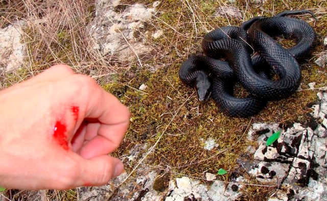 Криворіжцям слід бути обережними, почастішали випадки укусів зміями