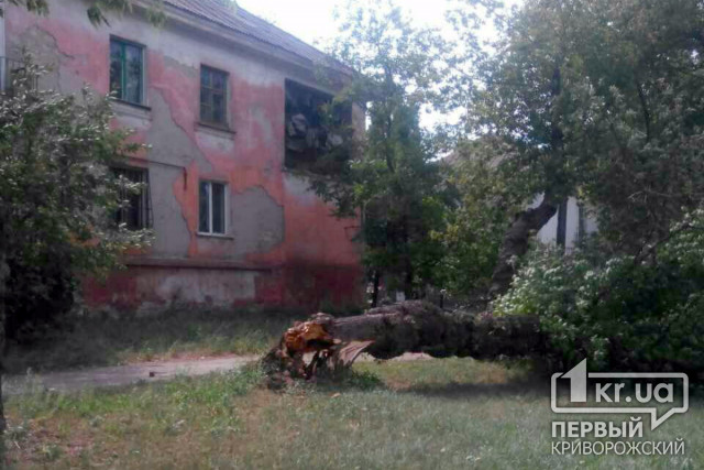 В Кривом Роге возле жилого дома упало трухлявое дерево