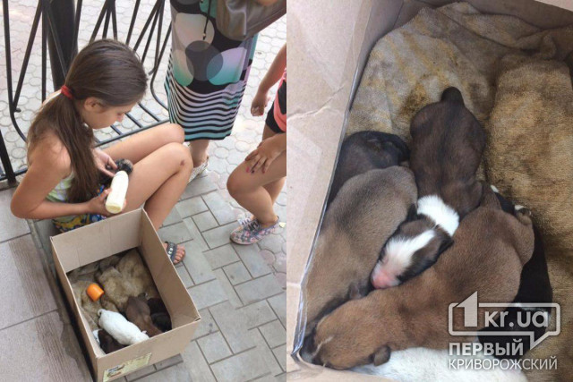 Жители Кривого Рога восхищаются девочкой, которая спасла семерых щенят