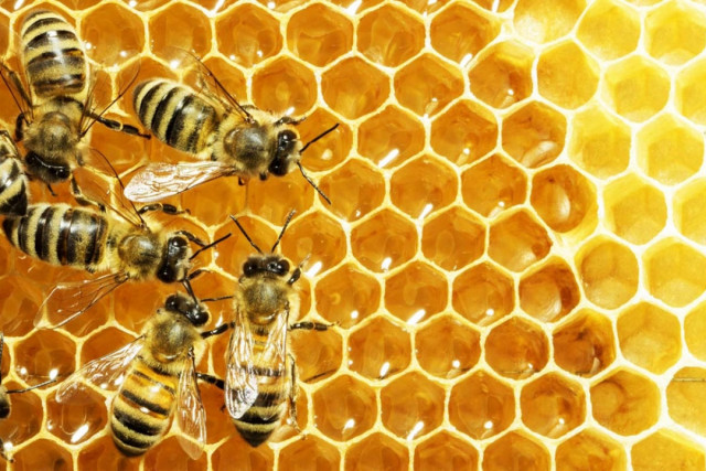 Ви знали, що сьогодні свято бджіл, яблук і меду..?