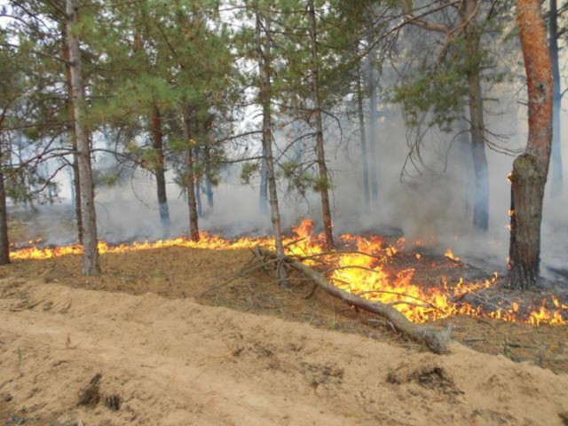 На Днепропетровщине сгорели гектары леса
