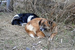 Маршрутник навмисне задавив собаку і вдарив криворожанку. Розшукуються свідки події