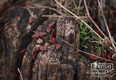 Фото к новости Главное фото новости