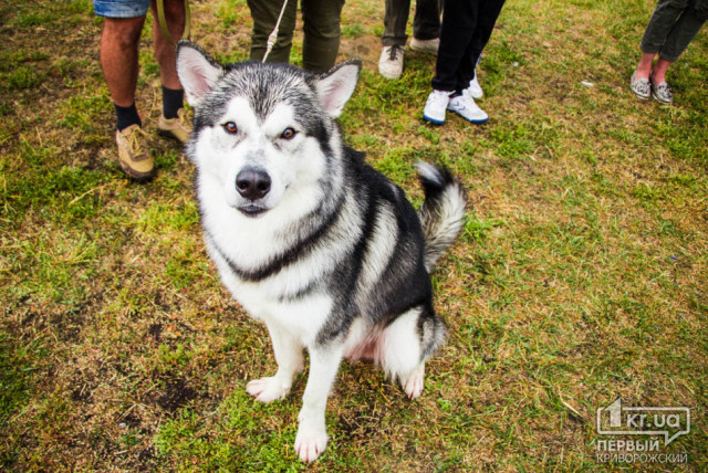 Выставка собак в Кривом Роге состоялась несмотря на проливной дождь
