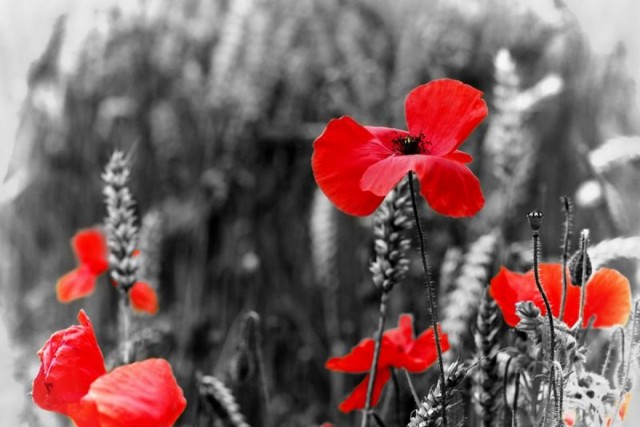 Кривой Рог сегодня чтит память погибших во Второй мировой войне