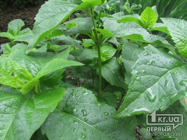 Погода в Кривом Роге на 22 мая