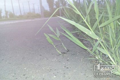 «В городе нет велодорожек, но есть 2 велополосы», - криворожанка