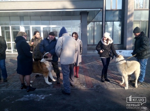 Инна Иванченко организовывает собачьи бои? (Видео 18+)