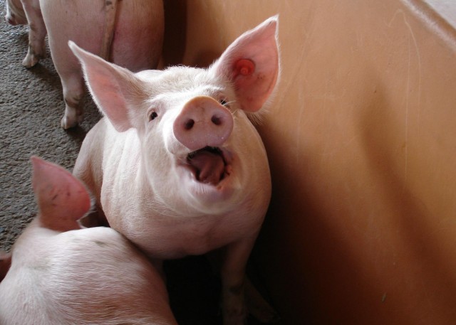 Африканская чума свиней обнаружена в Новополье под Кривым Рогом