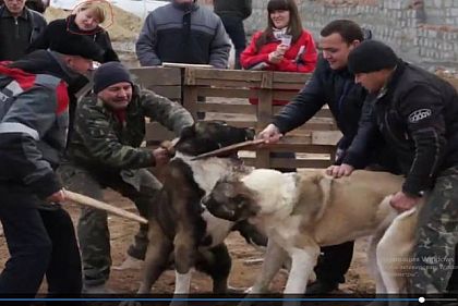 «Не собачьи бои, а туркменская традиция»,- Инна Иванченко