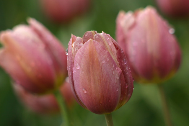 Тюльпаны — выращивание весенних цветов своими силами на участке или дома