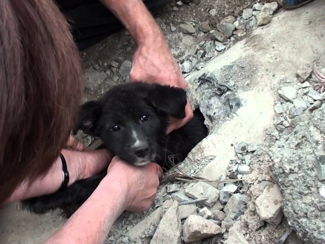 Криворожские полицейские не остались равнодушными и спасли щенка
