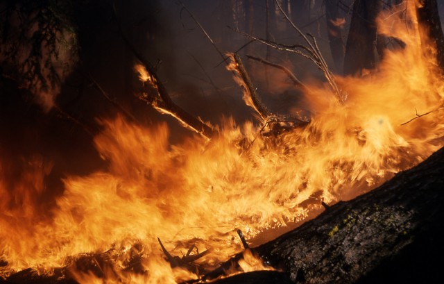 Халатность и невыносимая жара: В Кривом Роге увеличилось количество пожаров