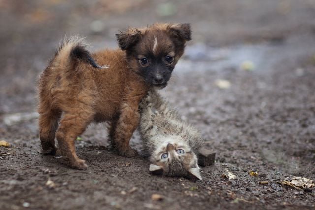 Криворожские депутаты отложили вопрос строительства приюта бездомным животным