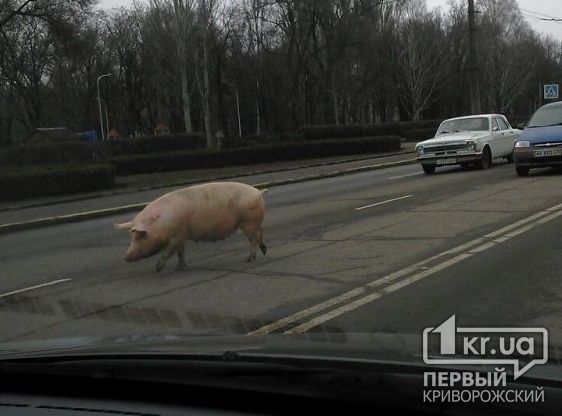 «Свидетели событий»: По центру города разгуливала сбежавшая свинья