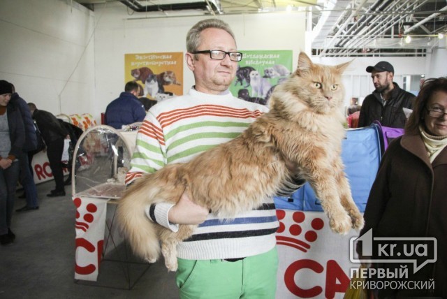 Международную выставку кошек в Кривом Роге посетили «Человек-паук» и «инопланетяне»