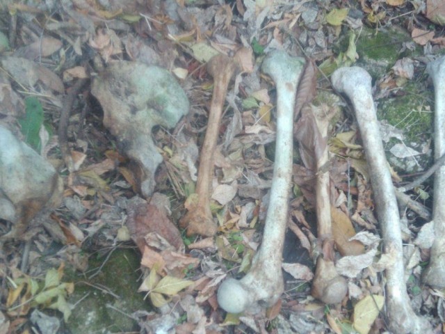 В Кривом Роге дети нашли человеческие кости