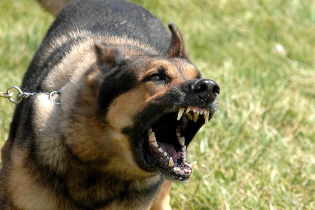 В Кривом Роге мужчина толкал полицейских и угрожал им своей собакой