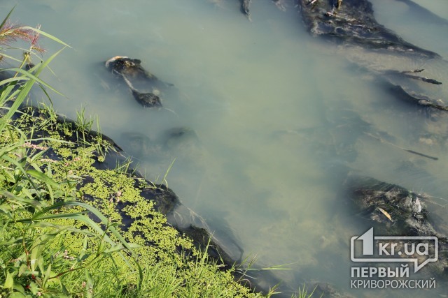 Зловонная река, белые берега: в Кривом Роге загрязняют водоем (СЮЖЕТ)