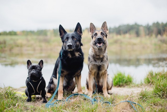 Незнание законов не освобождает от ответственности: Криворожские копы «взялись» за собаководов