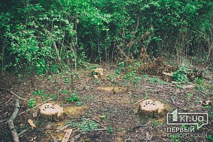 В Кривом Роге на Карачунах рубят деревья: «Все по закону»,- лесничество