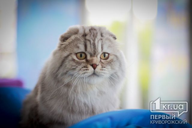 Усы, лапы и хвост: В Кривом Роге прошла выставка кошек