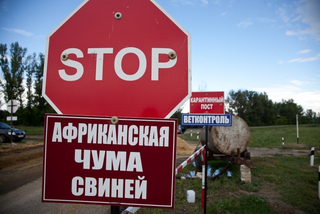 Африканская чума зафиксирована в 16 регионах Украины: какая ситуация в Днепропетровской области?