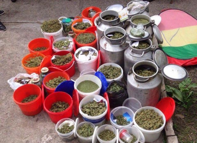 Полиция изъяла марихуану на сумму 20 млн гривен