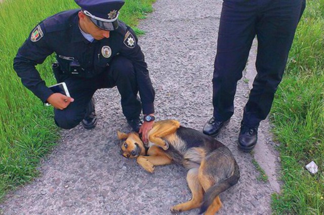 Помогите найти питомцу дом: Полицейские Кривого Рога приехали спасать бездомную собаку