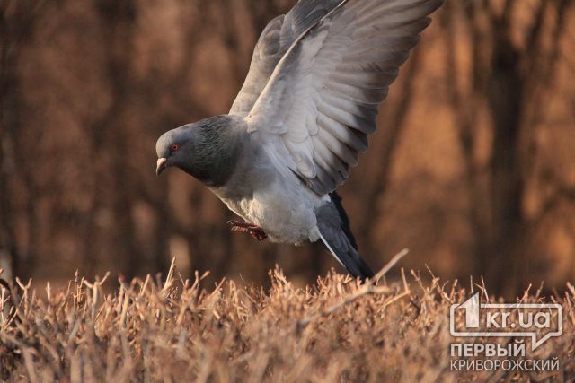 Погода в Кривом Роге на 16 января