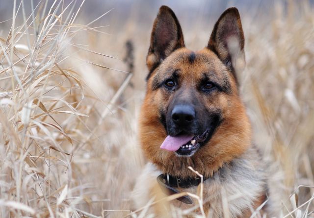 В Кривом Роге служебный пес привел полицию к подозреваемому в убийстве