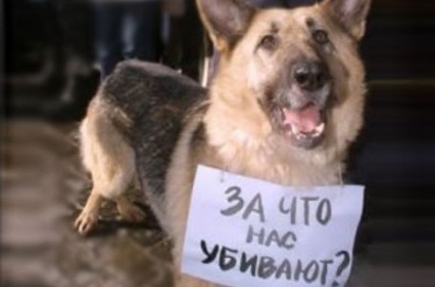 Завтра Европа выйдет на марш в поддержку украинских бездомных животных