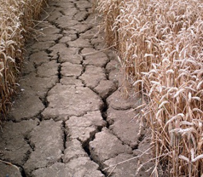 Из-за аномальной жары Украина останется без урожая