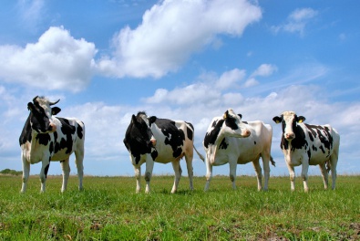 В Днепропетровской области продолжают дотировать крупный рогатый скот
