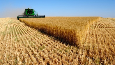 Для сохранения цен на хлеб власть закупила у фермеров зерно