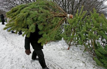 Украинцев будут штрафовать за новогоднюю ель