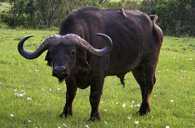 В Украине появится мясо буйволов из Индии