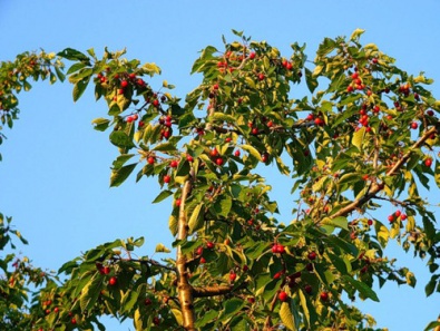 В Ингулецком районе мужчина погиб собирая вишни