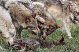 В окрестностях Кривого Рога могут появиться волки