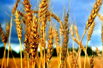 Украина объединится с Россией на мировом рынке зерна