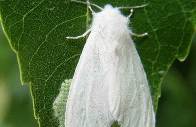 В Днепропетровской области ввели карантин, из-за американской белой бабочки