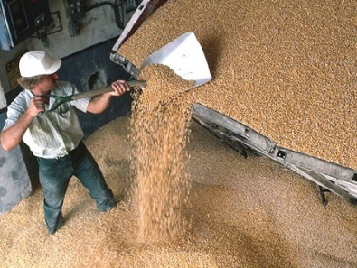 Украина перестанет продавать зерно в другие страны