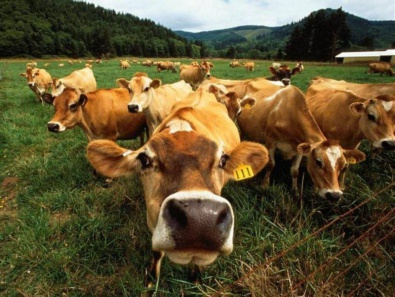 Фермеры получили дотации за содержание крупного рогатого скота
