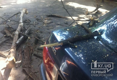 В центре Кривого Рога дерево упало на автомобиль