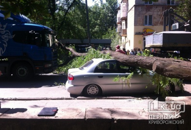 В Кривом Роге дерево раздавило «Daewoo»