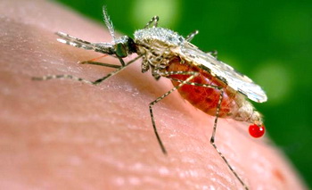 В Кривом Роге зафиксировали несколько случаев малярии