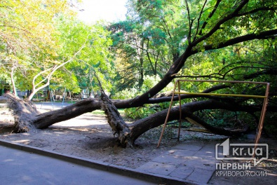 Во дворах Кривого Рога неделю лежат поваленные деревья. Коммунальщики молчат