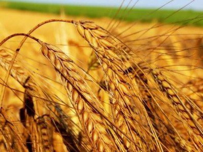В Украине ожидается антирекорд урожая пшеницы